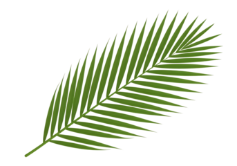 Closeup of a vibrant green palm leaf isolated on transparent background