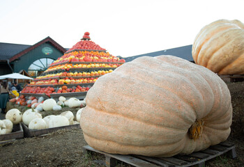 Orange autumn pumpkin, pumpkin on market display no label, display of a crop of large pumpkins on top market display ready for the fall season, halloween 