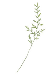 Fototapeta premium Watercolor Green Leaves Botanical Illustration