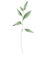 Watercolor Green Leaves Botanical Illustration