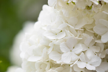 Spring Concept, White delicate Hydrangea flowers