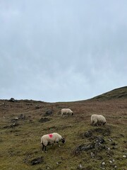 Fototapeta premium sheep