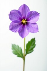 Obraz premium Single purple Primula flower, crisp white backdrop , white background, wildflower
