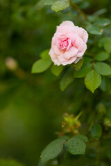 Delicate pink rose covered with dew on a lush green background