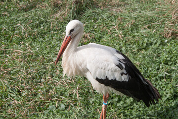 stork in quarantine. Stork in the reserve. stork in nature. Ukraine