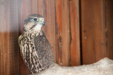 Photo of a bird in a reserve. Wildlife photo