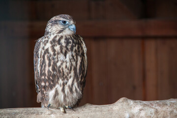 Photo of a bird in a reserve. Wildlife photo