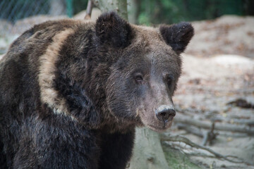 Fototapeta premium Black bear. Brown bear. Animal photography