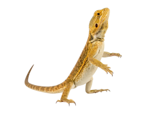 Bearded Dragon Lizard in Alert Standing Pose, Side View, isolated transparent background png