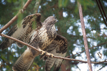 Photo of a bird in a reserve. Wildlife photo