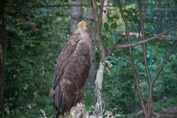 Photo of an eagle. Photo of a wild eagle. Eagle sitting on a branch. Ukraine nature