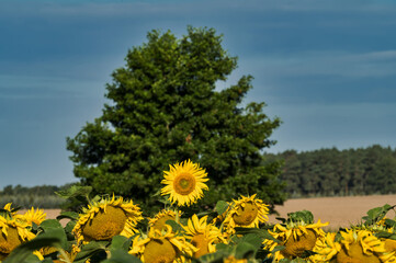 Sonnenblumen am Feldrand vor einem Baum