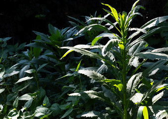 Tall Wild Foliage in Dramatic Light and Shadow