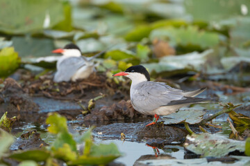 Pair of Common Terns - Sterna hirundo in their natural breeding habitat within the Danube Delta in Romania. In the foreground, one tern stands alertly on a mound of mud and vegetation.