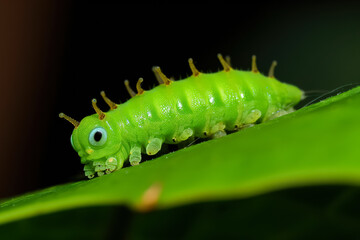 Fototapeta premium Green caterpillar resting on a vibrant green leaf, showcasing intricate textures and natural beauty, symbolizing the importance of animal protection and biodiversity