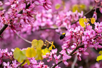 Vibrant pink flowers on judas tree branches. Colorful cercis flowers in full spring bloom. Purple blossoms of cercis tree in springtime. Springtime bloom of eastern redbud tree. 