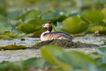 Great Crested Grebe - Podiceps cristatus sitting on its floating nest. Photo from Danube Delta in Romania. Tranquil Wildlife Scene. Podiceps cristatus cristatus.