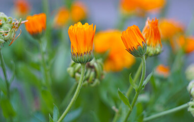 Unopened fiery-colored flower bud