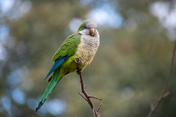 monk parakeet (myiopsitta monachus) perching in the wild in a park in Buenos Aires,Argentina