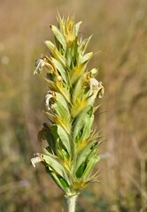 photos of wild plants and flowers. Images of thorny flowers.