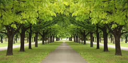 Countryside road with tree trunks and young leaves in spring summer, Landscape view with a small street, Row or line trees along perspective road side. Belgrade Serbia. Usce Park Fresh green leaves