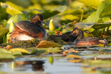 Black-necked Grebe - Podiceps nigricollis male and female on floating nest in the fertile wetlands of the Danube Delta in Romania.