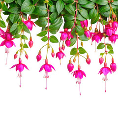 Obraz premium Cascading fuchsia flowers with green leaves isolated on transparent background
