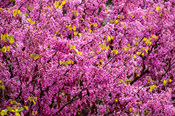 Vibrant pink flowers on judas tree branches. Colorful cercis flowers in full spring bloom. Purple blossoms of cercis tree in springtime. Springtime bloom of eastern redbud tree. 