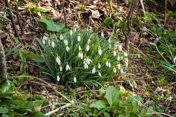 snowdrops 