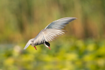 Whiskered Tern - Chlidonias hybrida in flight with spanned wings at green background. Photo from Danube Delta in Romania.