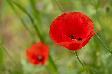 Vivid red poppy bloom in lush grass. Single red poppy in a green meadow. Poppy flower standing out in greenery. Bright red wildflower in nature.