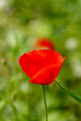 Vivid red poppy bloom in lush grass. Single red poppy in a green meadow. Poppy flower standing out in greenery. Bright red wildflower in nature.