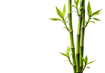 Green bamboo stems with fresh leaves and nodes in focus. Cut out PNG