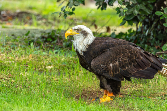 Bald eagle resting majestically on vibrant grass