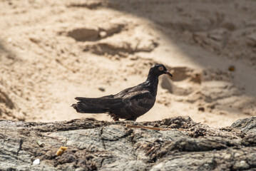 A black pigeon walking on the rocks of a beach. Wild animal in search of food.