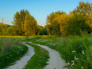 Obraz premium A rural dirt road winding between green summer meadows with trees in warm evening light.