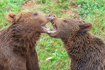 Brown bears interacting in a playful manner in the wild
