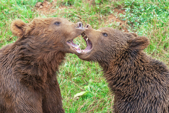 Brown bears interacting in a playful manner in the wild