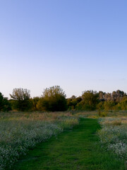 Scenic grassy path in a green meadow during evening with clear blue sky and soft sunlight.