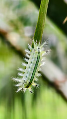 Caterpillar on Blade of Grass: Close-up shot of a vividly detailed caterpillar crawling across a slender blade of grass in a serene outdoor setting, depicting natural beauty.