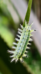 Caterpillar on Leaf: Captivating macro photograph of a vibrant caterpillar clinging to a fresh leaf, showcasing intricate details of nature's delicate design. 