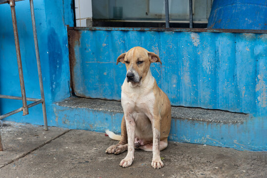 Light brown and white dog sitting on a street sidewalk with a tired or sick expression. Street animal. - Powered by Adobe