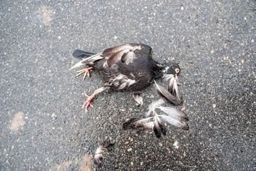 A dead black pigeon, crushed, on the ground of an asphalt street. Wild bird.