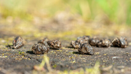 Red Squirrel feces on a stump of Oak at the edge of a forest. Droppings dimensions : they measures 8 mm long and 6 mm of diameter. Sciurus vulgaris, Sologne, Loiret 45, région Centre, France, Europe © Nature Emotion