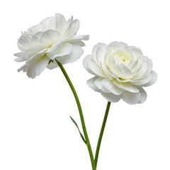 Fototapeta premium Two white ranunculus flowers with green stems isolated on transparent background