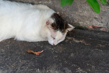 A white cat lying sleeping in the corner of a dark wall.