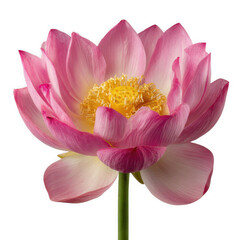 Fototapeta premium Beautiful pink lotus flower isolated on transparent background