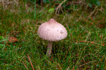 mushroom in the forest