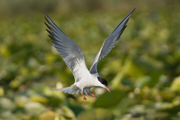 Fototapeta premium Whiskered Tern - Chlidonias hybrida in flight with spanned wings at green background. Photo from Danube Delta in Romania.
