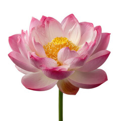 Obraz premium Beautiful pink lotus flower isolated on transparent background
